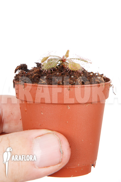 Drosera rubrifolia