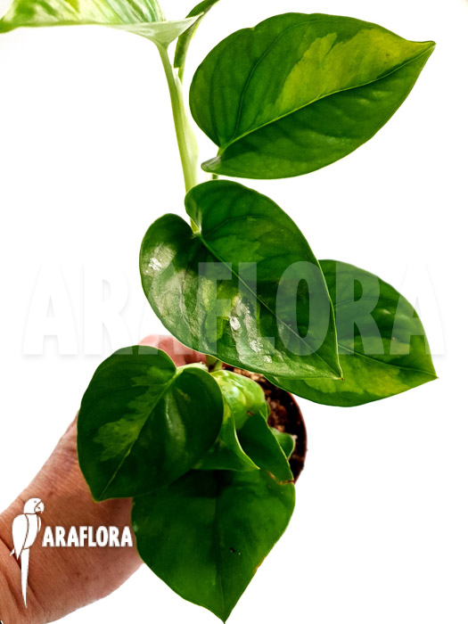 Epipremnum aureum ‘Global Green’ starter