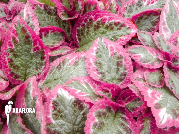 Episcia cupreata Cleopatra