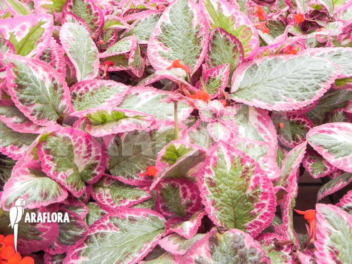 Episcia cupreata Cleopatra