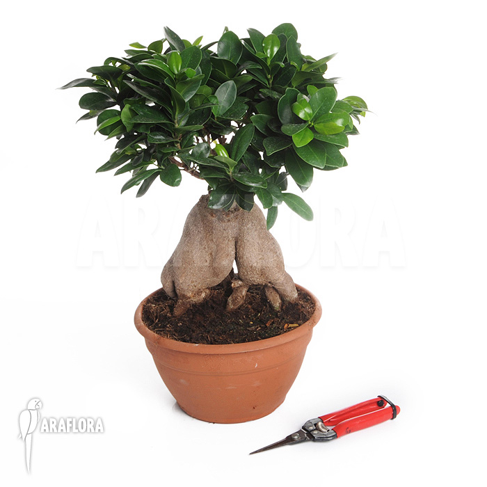 Ficus microcarpa ‘Ginseng’ ‘L’