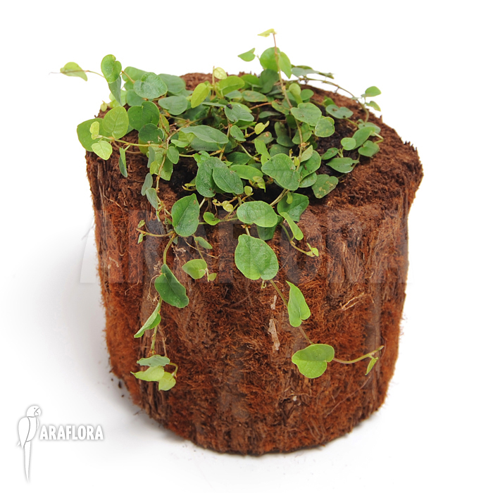 Ficus pumila ‘S’