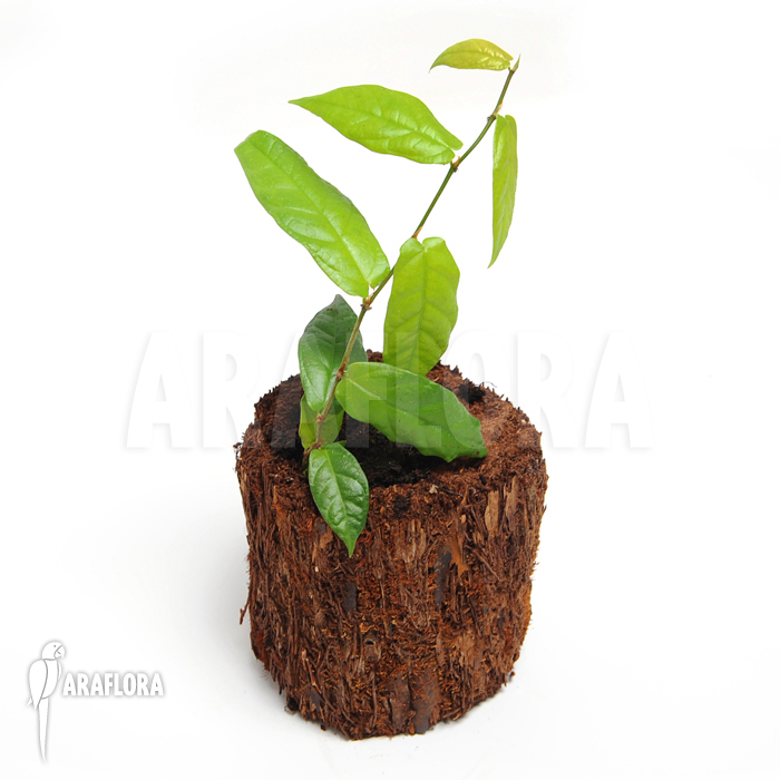 Ficus sagittata ‘S’