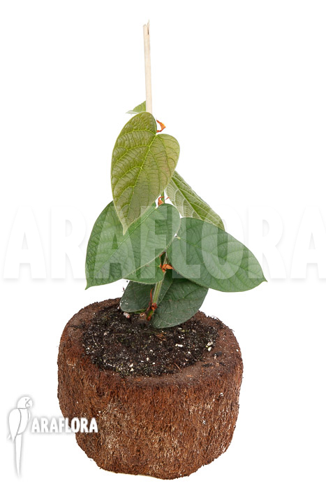 Ficus villosa TypeB