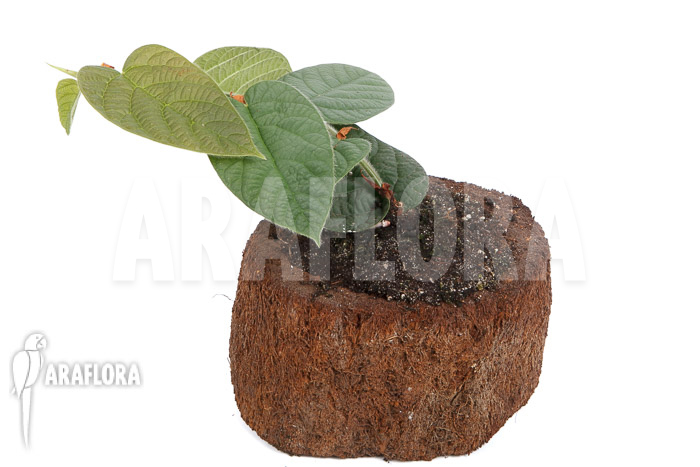 Ficus villosa TypeB