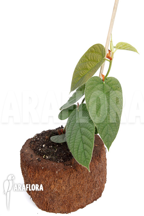 Ficus villosa TypeB