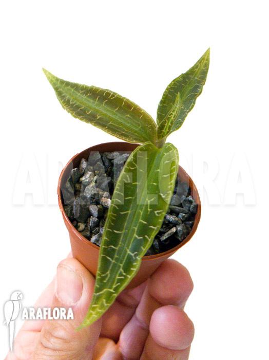 Goodyera malipoensis