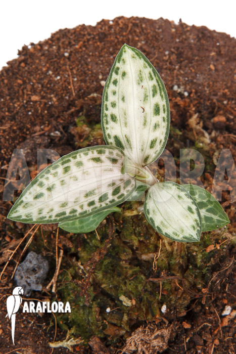 Goodyera schlechtendaliana var ‘Nishikiran Japan’