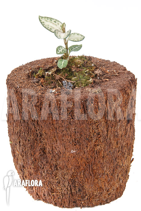 Goodyera schlechtendaliana var ‘Nishikiran Japan’