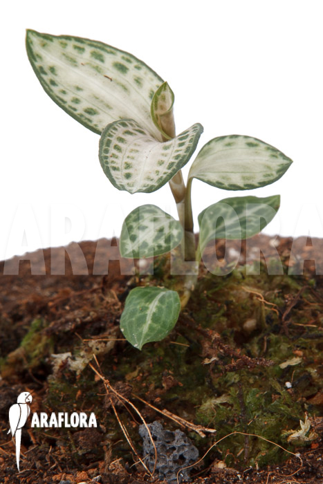 Goodyera schlechtendaliana var ‘Nishikiran Japan’