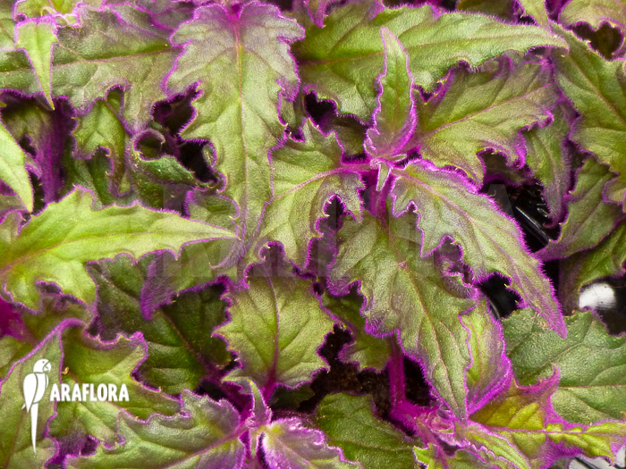 Gynura aurantiaca ‘L’