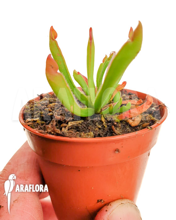 Heliamphora heterodoxa Type B Starter
