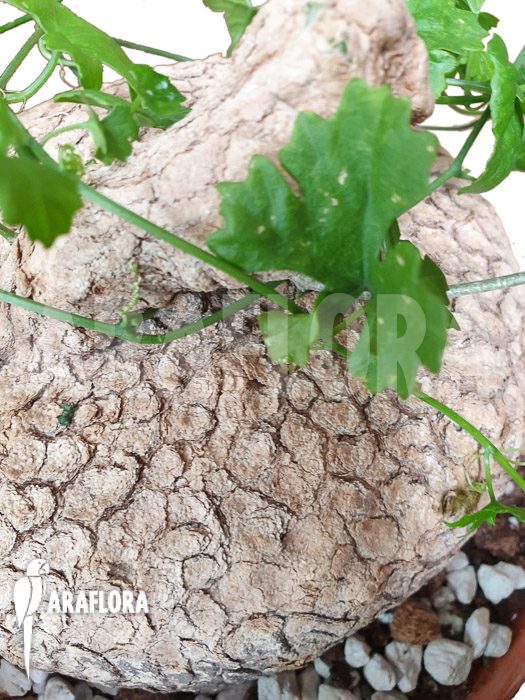 Ibervillea lindheimeri