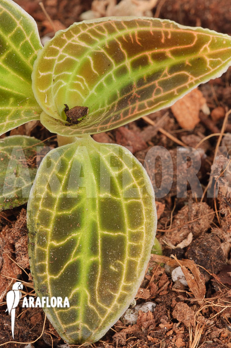 Macodes sanderiana type B