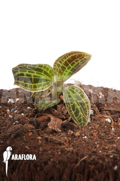 Macodes sanderiana type B