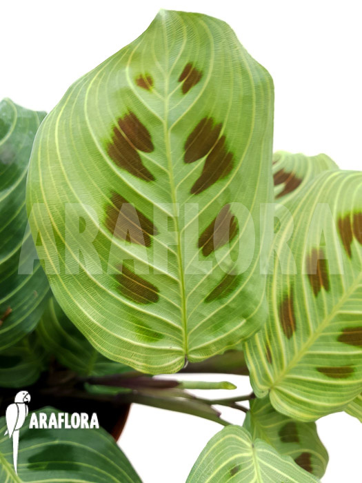 Maranta leuconeura var &lsquo;Fantasy&rsquo;
