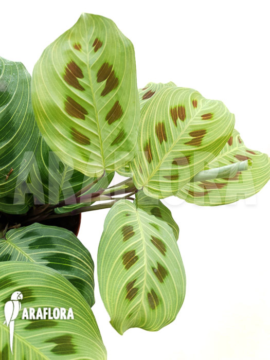 Maranta leuconeura var &lsquo;Fantasy&rsquo;