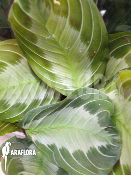 Maranta leuconeura var &lsquo;Grey&rsquo;