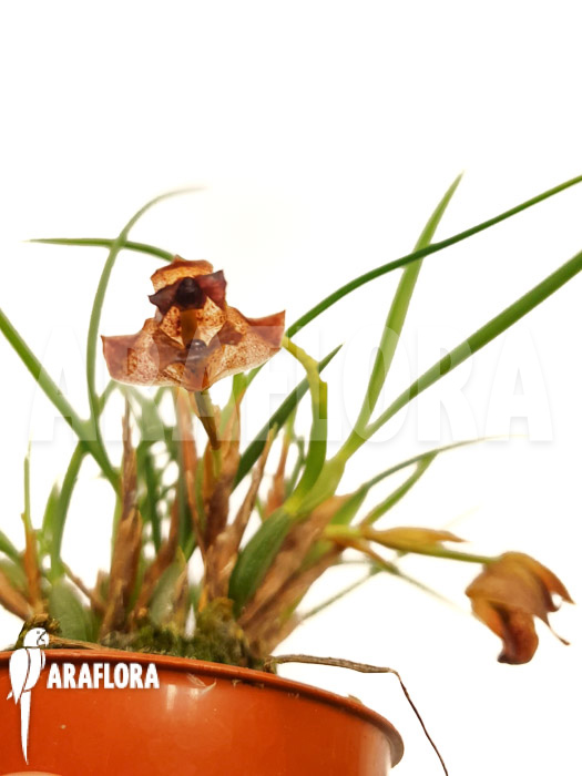 Maxillaria cf. schunkeana