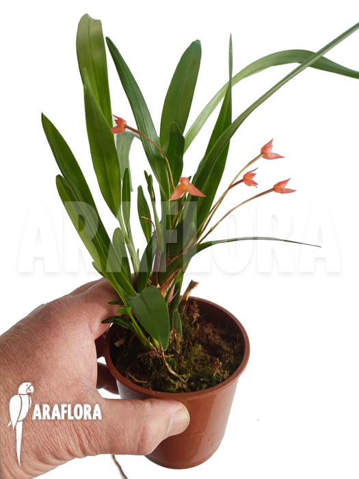Maxillaria coccinea