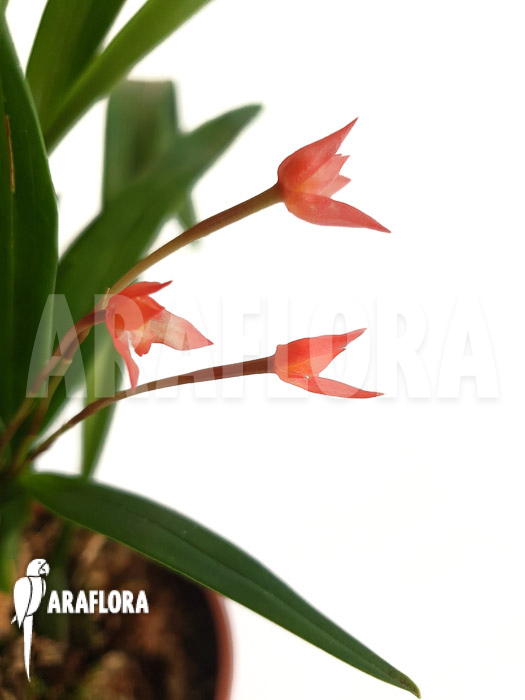 Maxillaria coccinea