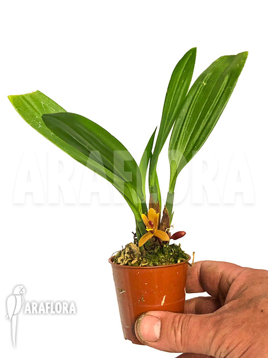 Maxillaria tenuibulbon
