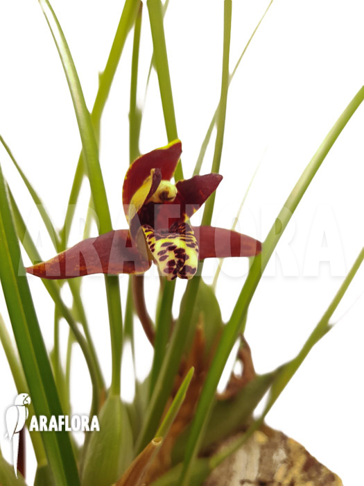 Maxillaria tenuifolia ‘on cork’