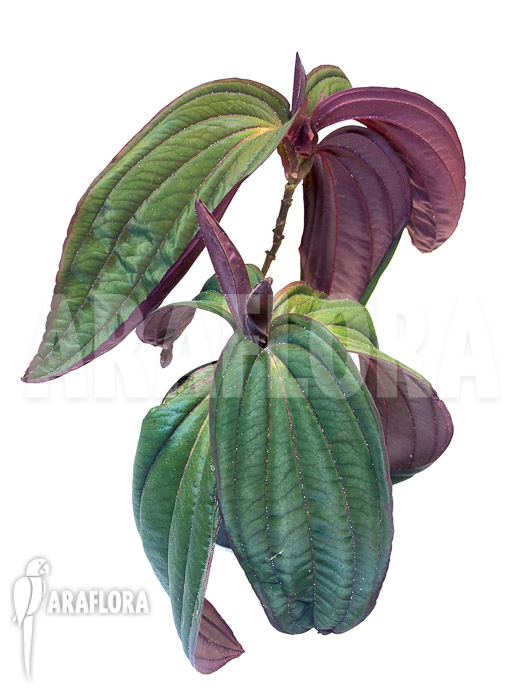 Medinilla x &lsquo;Gregori Hambali&rsquo;