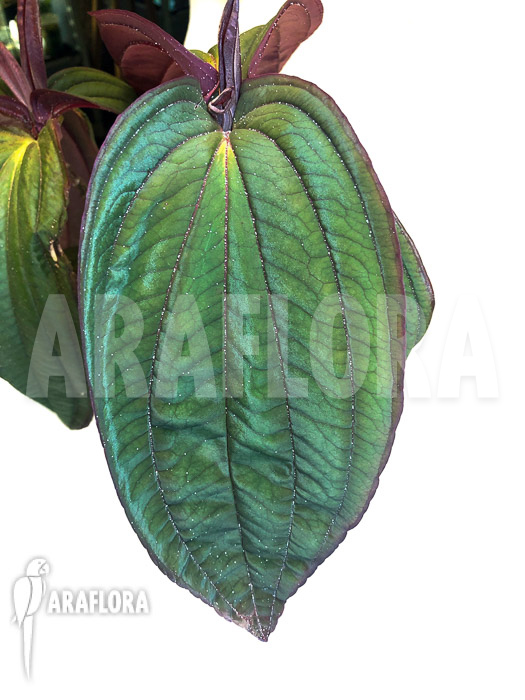 Medinilla x &lsquo;Gregori Hambali&rsquo;