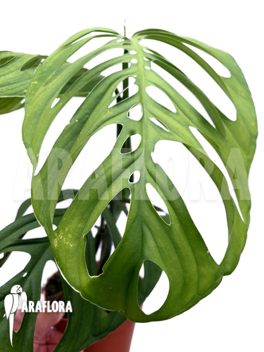 Monstera aff. Epipremnoides (Monstera esqueleto)