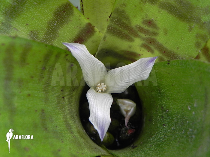 Neoregelia-ampullacea_Green-Tiger_(S)-3