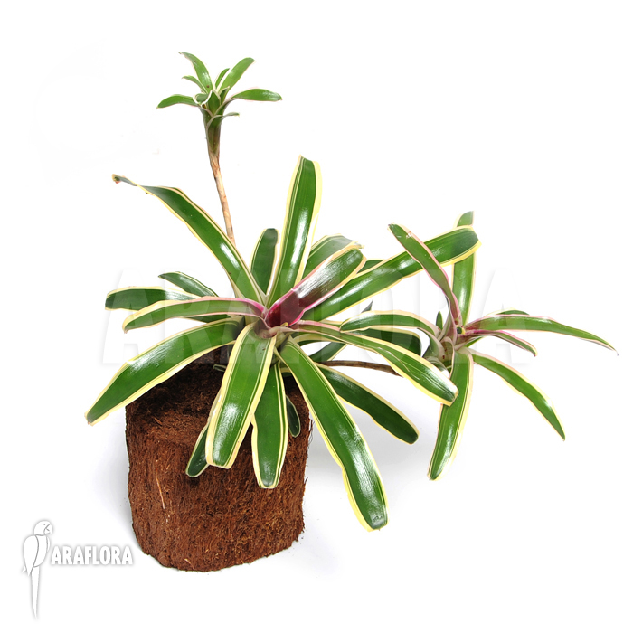Neoregelia-schultesiana_Fireball-variagated_(M)-2