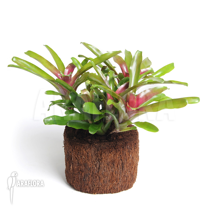 Neoregelia-schultesiana_Fireball_(L)-1