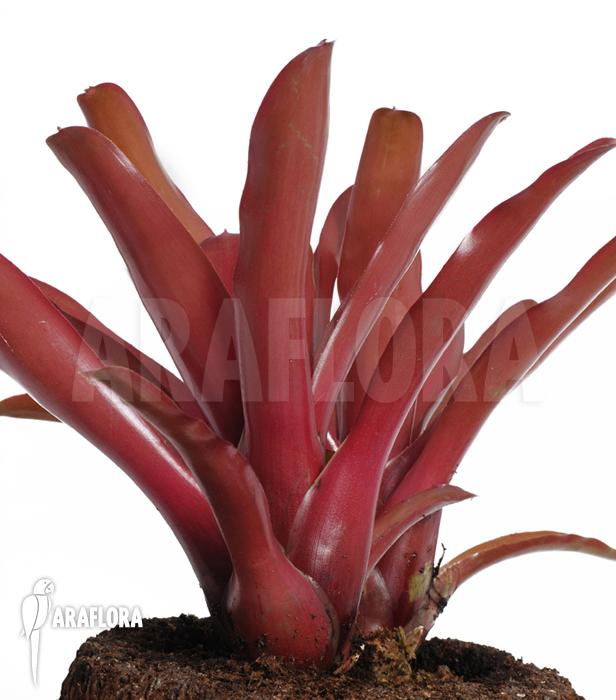 Neoregelia-schultesiana_Fireball_(S)-1
