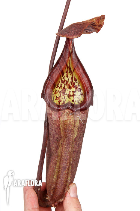 Nepenthes maxima dark x truncata