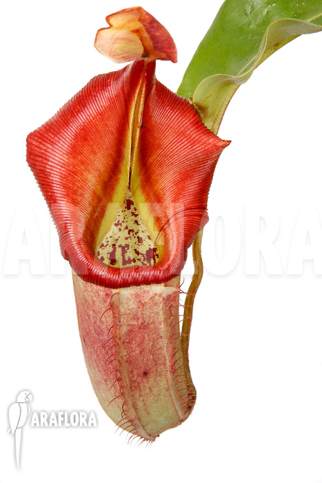 Nepenthes veitchi x robcantlyi