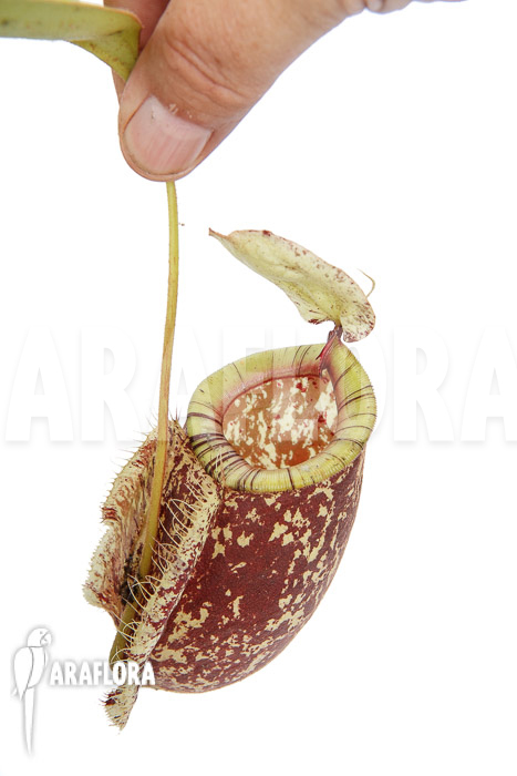 Nepenthes x hookeriana ‘Dark’ (rafflesianum x ampularia) ‘XL’
