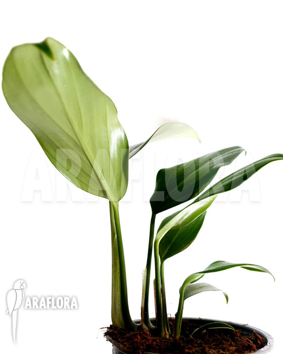 Philodendron ‘Kylin tail’