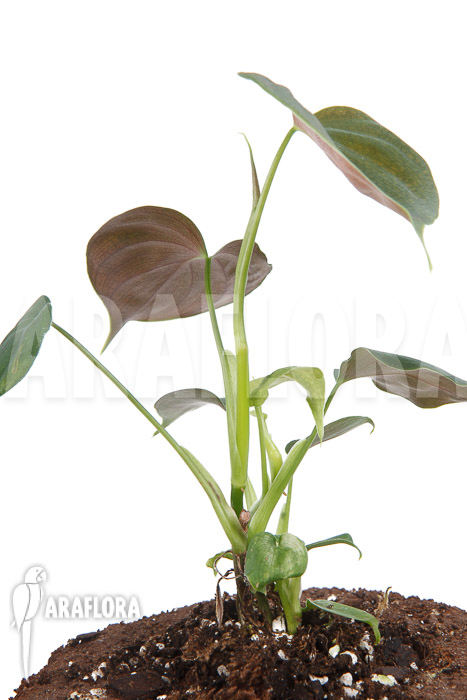 Philodendron lupinum
