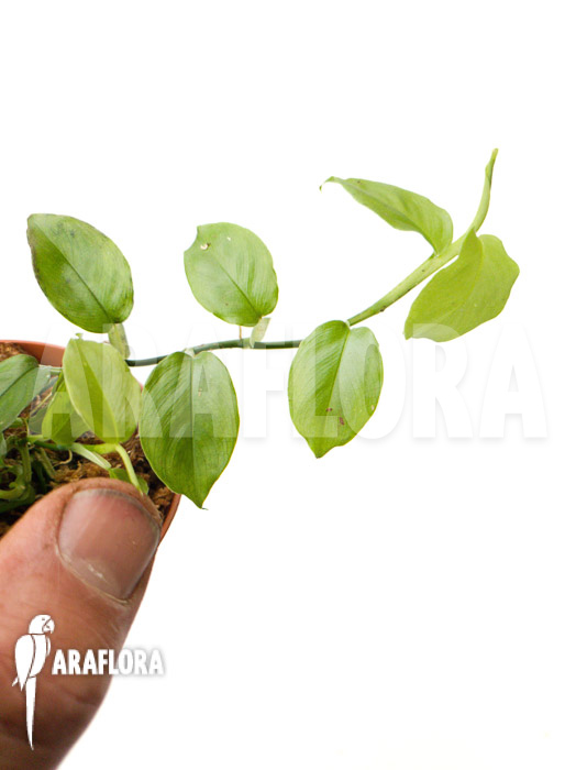 Philodendron pteromischum