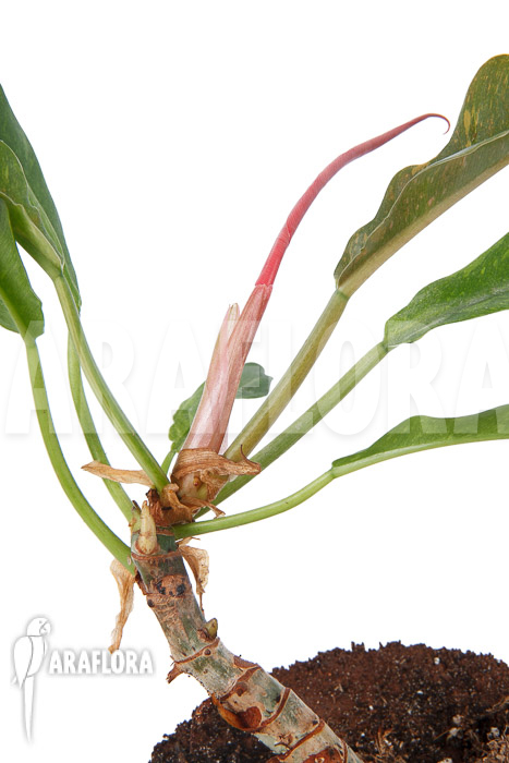 Philodendron x ‘caramel marble pink’