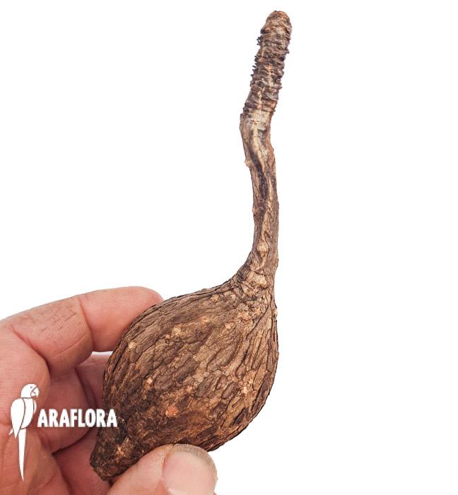 Phylanthus mirabilis &lsquo;Starter&rsquo;