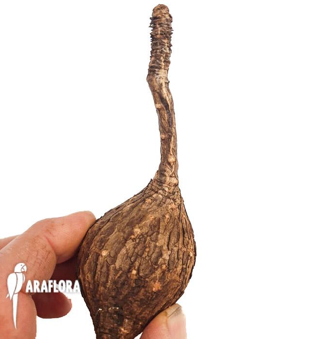 Phylanthus mirabilis &lsquo;starter&rsquo;