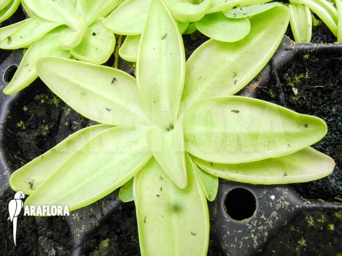 Pinguicula poldinii