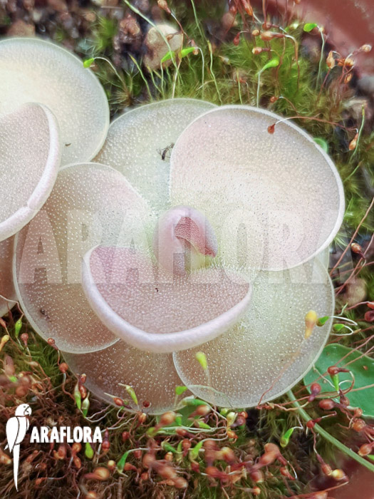 Pinguicula sethos