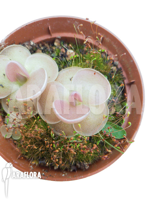 Pinguicula sethos