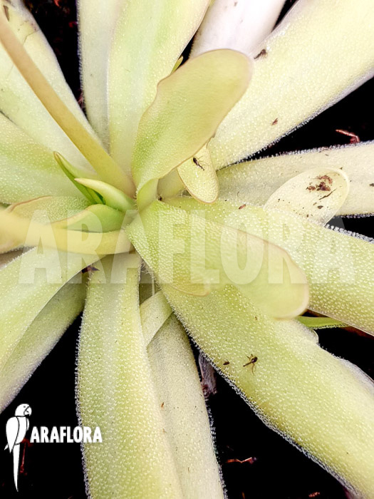 Pinguicula x ‘Anna’