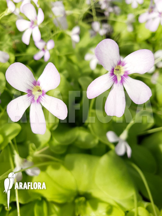 Pinguicula x ‘Tina’