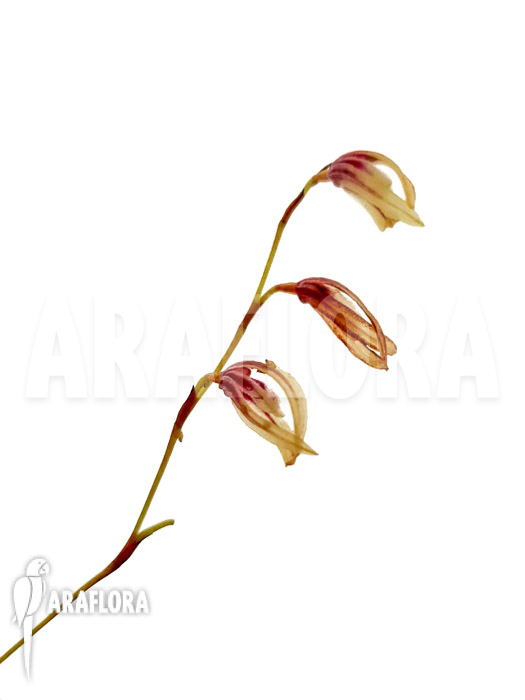 Pleurothallis boccainensis