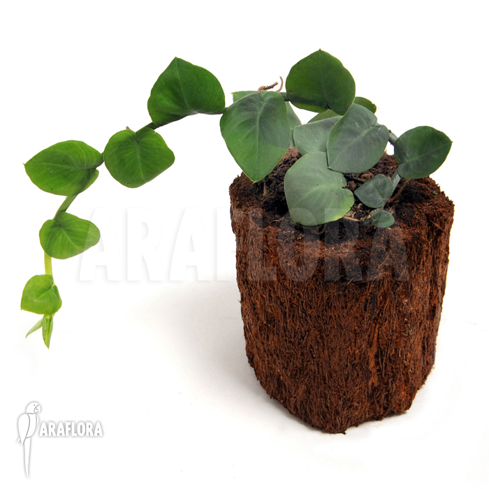 Rhaphidophora celatocaulis ‘Small species’